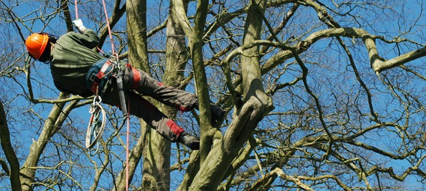 Tree work