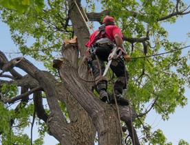 Tree work
